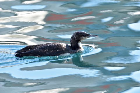 水，自然，野生动物，鸟，海鸟，视频火腿，动物主题，动物