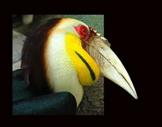 巨嘴鸟，热带鸟，框架，动物主题，鸟，一种动物，动物，脊椎动物