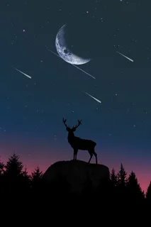 月亮,天空,大自然,黄昏,太阳,剪影,黎明,鹿 月亮,天空,大自然,黄昏,太阳,剪影,黎明,鹿