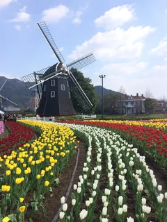 风力涡轮机,春天,自然,花,郁金香,自然,荷兰,春天 风力涡轮机,春天,自然,花,郁金香,自然,荷兰,春天