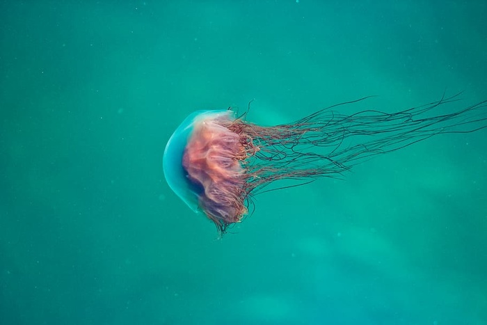 水上粉红色水母