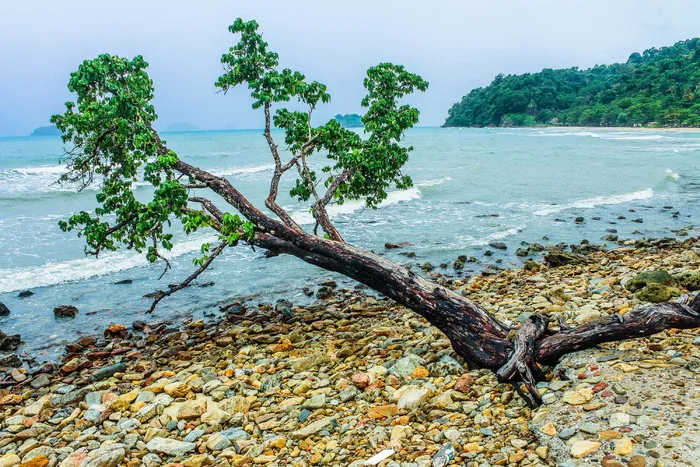 绿山边海边的绿树