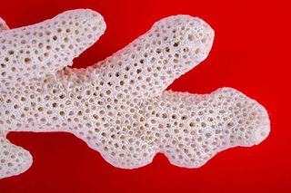 珊瑚, 海, 古代, 科, 水下, 珊瑚, 海, 水, 模式