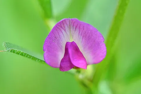 兰花,自然,花,大型,昆虫,奇怪的昆虫,微小,多样性 兰花,自然,花,大型,昆虫,奇怪的昆虫,微小,多样性