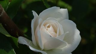 粉色、孵化、春天、花朵、开花植物、脆弱、脆弱、美丽