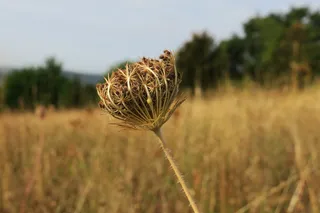 蓟，自然，夏末，干旱，枯萎，草地，景观，干旱