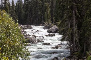 绿色树木之间的河流