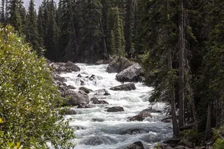 绿色树木之间的河流