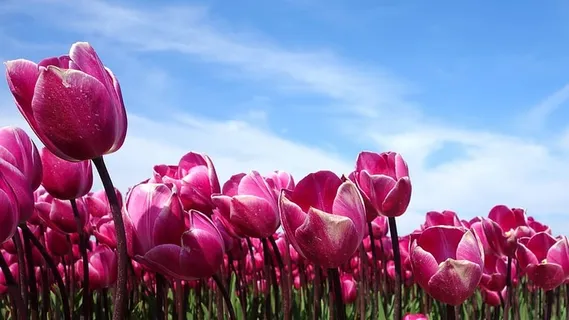 郁金香,荷兰,春天,郁金香,荷兰,自然,花卉,植物 郁金香,荷兰,春天,郁金香,荷兰,自然,花卉,植物