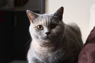 猫，英国人，小猫，动物，小猫，一只小猫，迷人，丁香