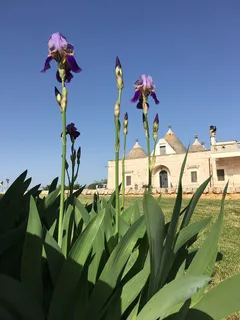特鲁略,房子,普利亚,意大利,特鲁利,遗产,游客,纪念碑 特鲁略,房子,普利亚,意大利,特鲁利,遗产,游客,纪念碑