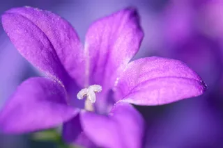 福禄考，地毯福禄考，垫福禄考，花，开花，开花，春天，植物群