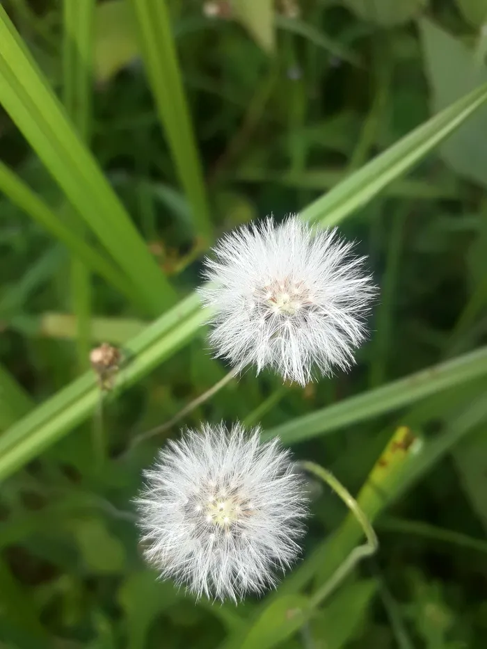 花,美丽,可怕,白色,植物,新鲜,脆弱,开花植物 花,美丽,可怕,白色,植物,新鲜,脆弱,开花植物