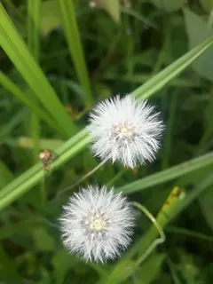 花,美丽,可怕,白色,植物,新鲜,脆弱,开花植物 花,美丽,可怕,白色,植物,新鲜,脆弱,开花植物