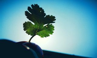 芫荽，叶，绿色，一人，植物，人体部分，植物部分，人体部分