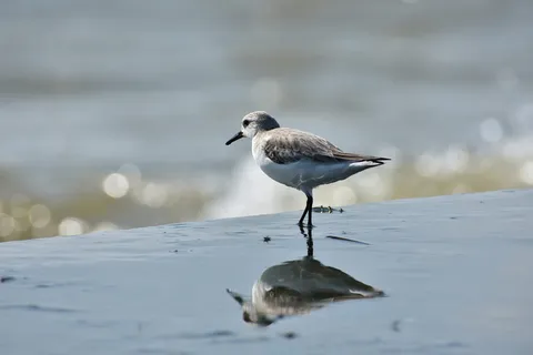 棕色、鸟类、身体、水、动物、海洋、海滩、波浪 棕色、鸟类、身体、水、动物、海洋、海滩、波浪