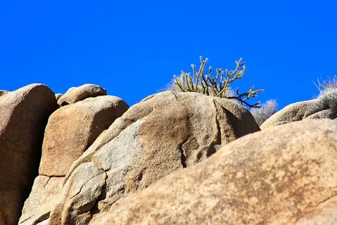 仙人掌,沙漠,岩石,自然,景观,植物,自然,仙人掌 仙人掌,沙漠,岩石,自然,景观,植物,自然,仙人掌