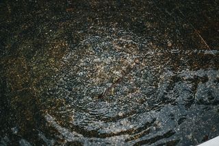 水滴，水，户外，动物，昆虫，无脊椎动物，波纹，水坑