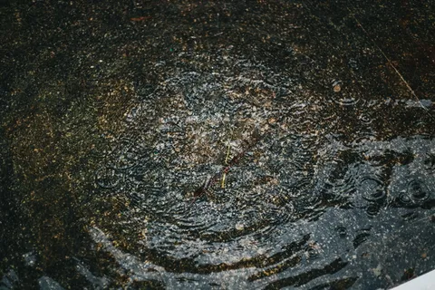 水滴,水,户外,动物,昆虫,无脊椎动物,波纹,水坑 水滴,水,户外,动物,昆虫,无脊椎动物,波纹,水坑