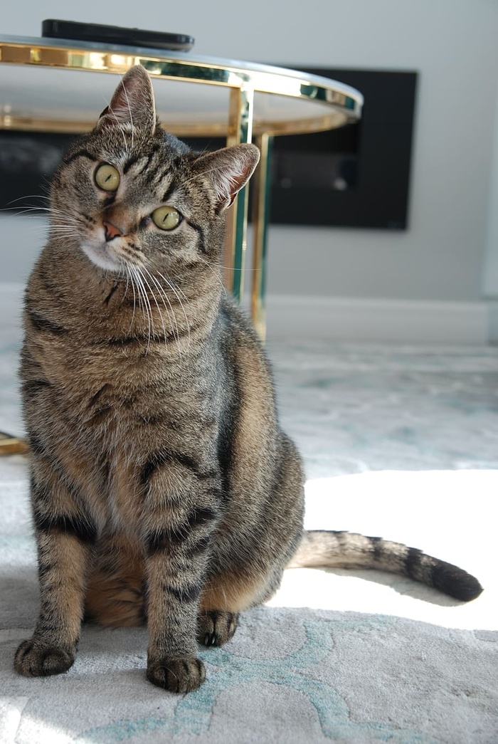 猫，哺乳动物，小猫，宠物，动物，毛皮，尼斯，家猫