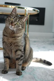 猫,哺乳动物,小猫,宠物,动物,毛皮,尼斯,家猫 猫,哺乳动物,小猫,宠物,动物,毛皮,尼斯,家猫