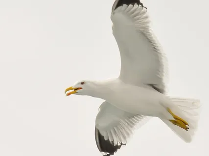 黑白海鸥 黑白海鸥