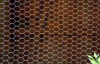 纹理、金属线、摊位、兔笼、网格、技术、简化、背景