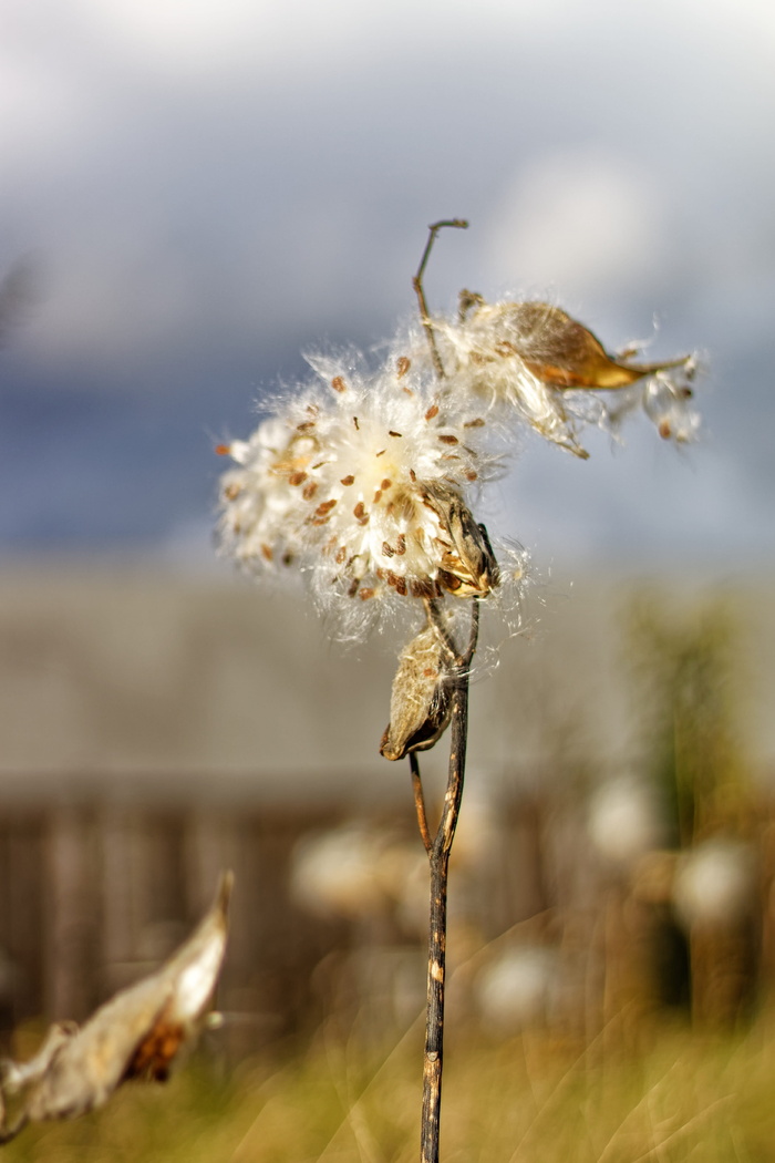 马利筋、豆荚、种子、谷仓、植物、花朵、聚焦前景、特写