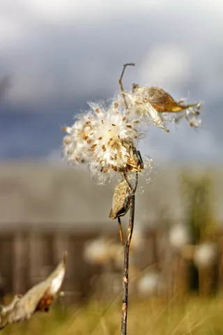 马利筋、豆荚、种子、谷仓、植物、花朵、聚焦前景、特写
