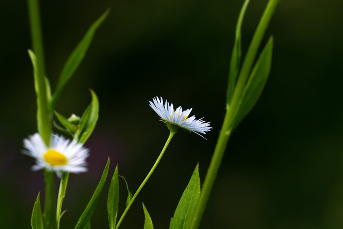 一年生灯盏花、飞蓬、菊科、植物、花、白色、白色花、尖花