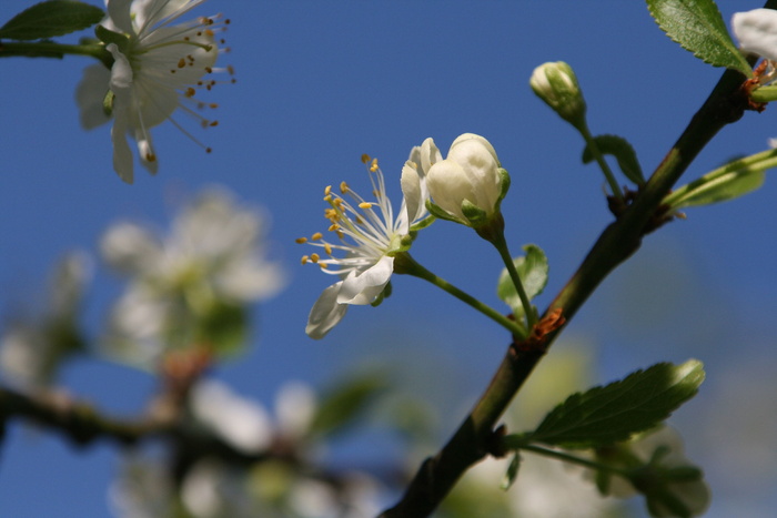 花，故土，草地，心情，自然，花，白花，吕河