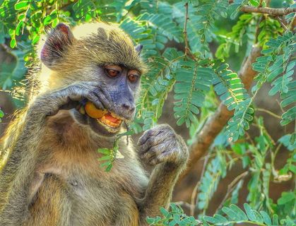 猴子，丛林，自然，猴子，丛林，野生动物，野生动物，动物主题，一种动物