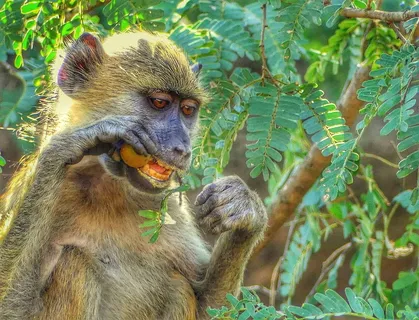 猴子，丛林，自然，猴子，丛林，野生动物，野生动物，动物主题，一种动物