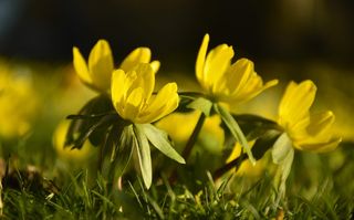 冬季林格、eranthis hyemalis、hahnenfußgewächs、初花、花朵、黄色、春天的迹象、弗林桑芳