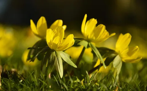 冬季林格、eranthis hyemalis、hahnenfußgewächs、初花、花朵、黄色、春天的迹象、弗林桑芳 冬季林格、eranthis hyemalis、hahnenfußgewächs、初花、花朵、黄色、春天的迹象、弗林桑芳