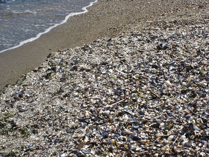贝类海滩，贻贝，波罗的海，波罗的海蛤蜊，贝类贻贝，贻贝壳，丹麦，卡特加特