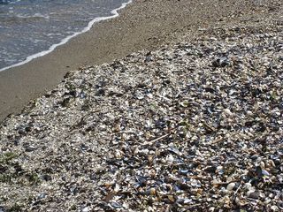 贝类海滩，贻贝，波罗的海，波罗的海蛤蜊，贝类贻贝，贻贝壳，丹麦，卡特加特