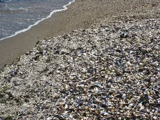 贝类海滩，贻贝，波罗的海，波罗的海蛤蜊，贝类贻贝，贻贝壳，丹麦，卡特加特