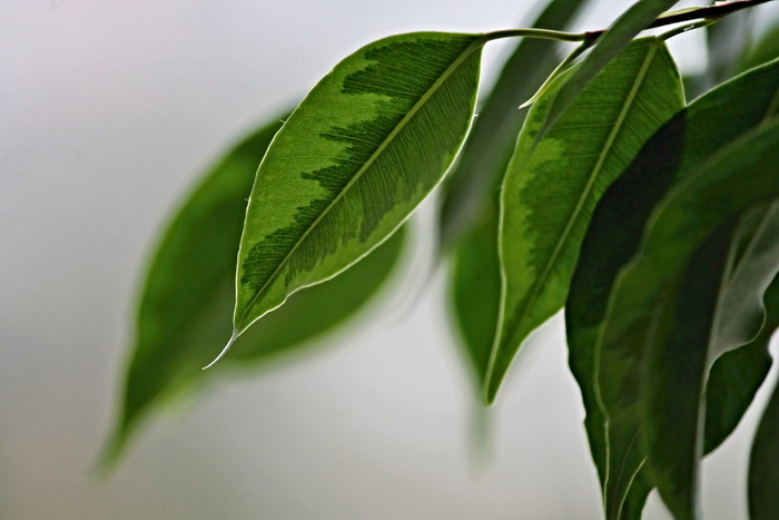 哭泣无花果，叶子，结构，绿色，榕树，植物，自然，桑树蓝莓