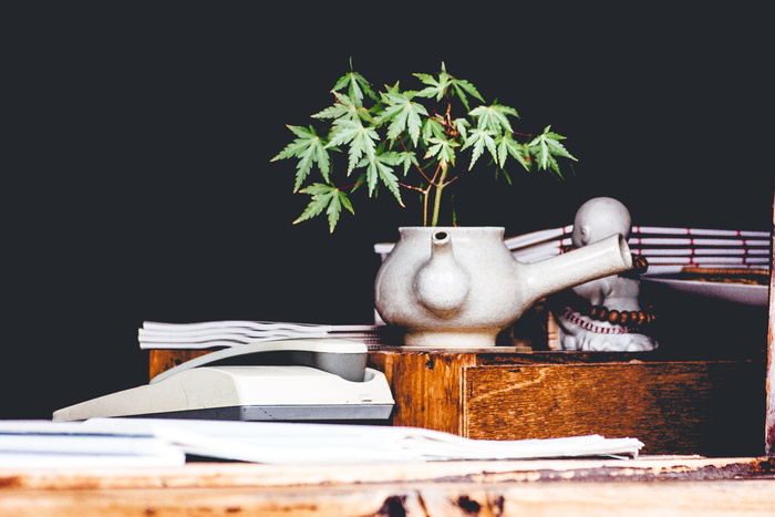 白茶壶花瓶上的大麻植物