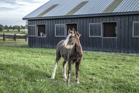 站在绿色草地上的马