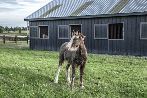 站在绿色草地上的马