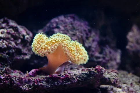珊瑚礁特写摄影 珊瑚礁特写摄影