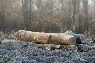 树桩，自然，树木，树木，被砍断的树干，被截断的树干，森林，冬天