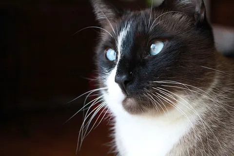 美国,纽约,中城,猫,动物,猫,家养,宠物 美国,纽约,中城,猫,动物,猫,家养,宠物