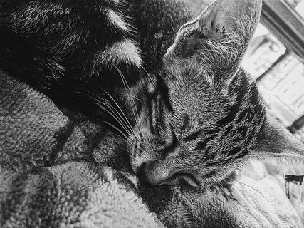 越南，猫，爱猫者，宠物，黑，白，家养，哺乳动物