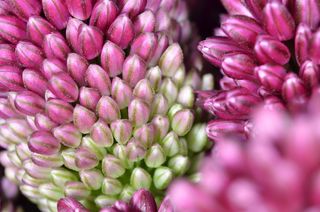 葱，装饰洋葱，葱，装饰洋葱，装饰洋葱，装饰洋葱，沙头葱，开花，开花