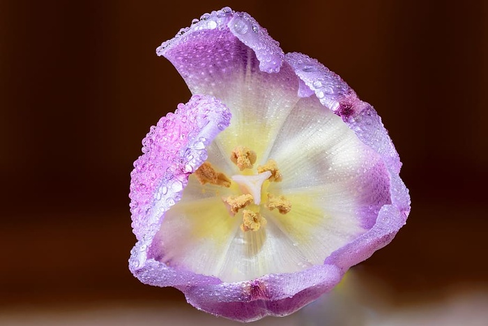 光，艺术，紫色，花园，背景，美丽，盛开，盛开