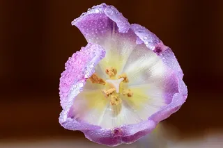 光，艺术，紫色，花园，背景，美丽，盛开，盛开