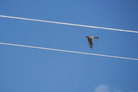 红尾鹰在蓝天下飞翔 红尾鹰在蓝天下飞翔